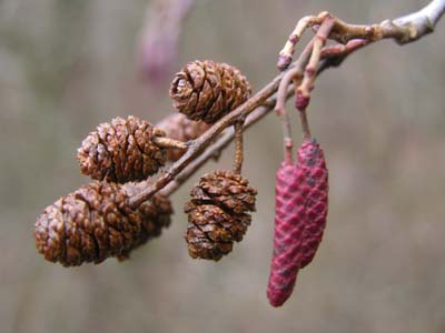 fruits de l'Aulne.jpg