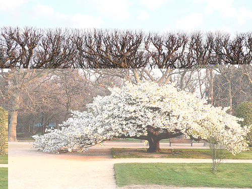 cerisier japonais..jpg