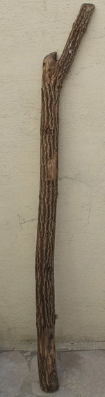 branche.3.JPG