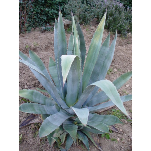 agave-americana.jpg