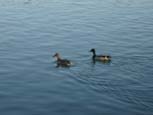 chtits canards.jpg