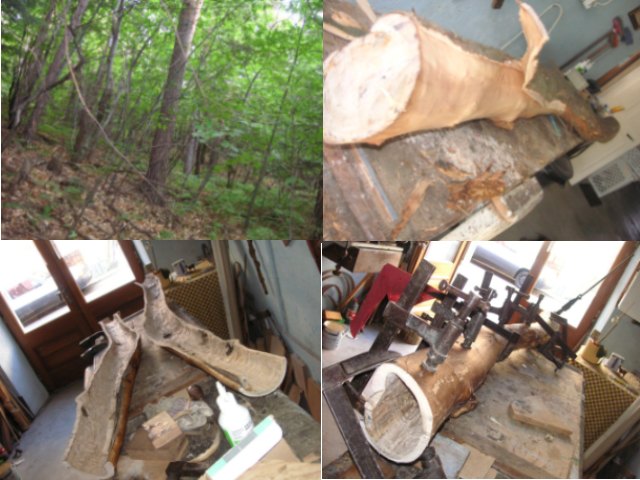 j'ai pas coupé l'arbre vert, celui que j'ai pris été en train de crever...