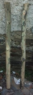 Voici la branche coupée vue de l'exterieur...