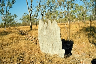 Une termitiere magnetique mais surtout un chemin sacré Aborigene (l'empilement de pierres).....