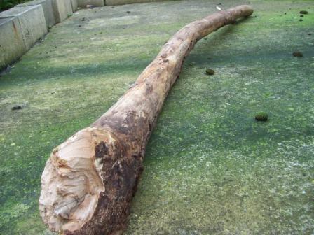 Début du sandidge.JPG