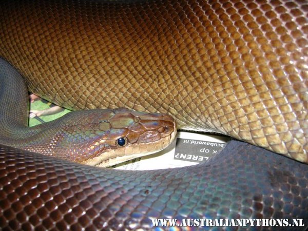 L. o. olivaceus 1.jpg