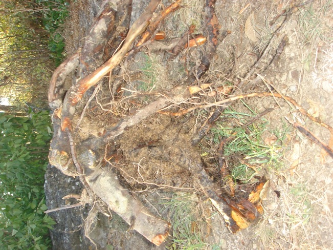 nu didge roots.JPG