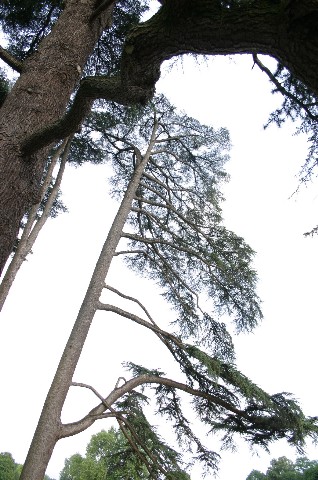 les grand cèdres
