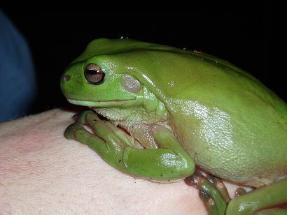 frog.JPG