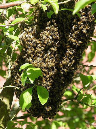 Branche bourdonante 450.jpg