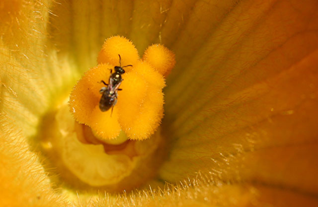 Dans une fleur de courgette