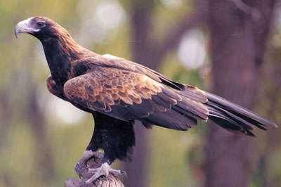 uraète ou wedge tailed eagle