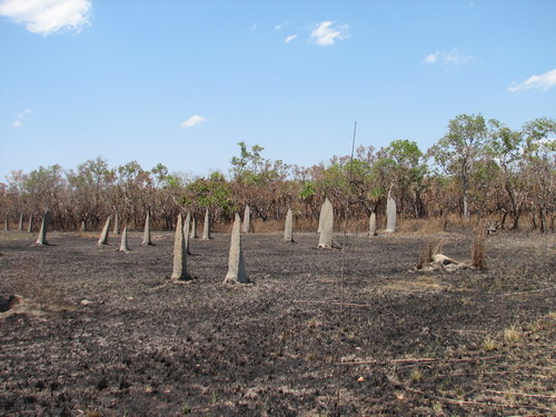 Termitiere Magnetique dans la park national Litchfield.<br />C'est pas celle la qui mange l'interieur des didjs, celles qui font les didjs sont dans la terre, pas en surface